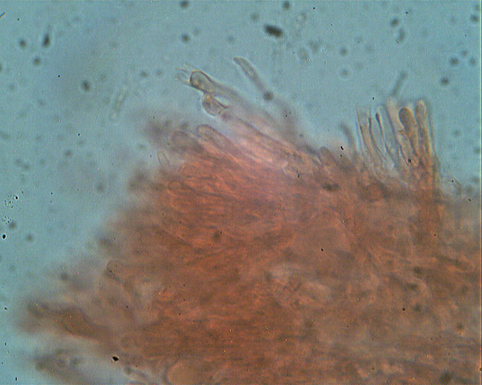 Phlebia rufa